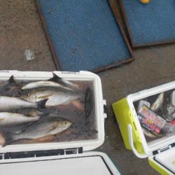 大進丸(愛知) 釣果