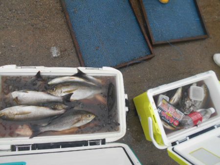 大進丸(愛知) 釣果