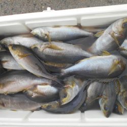 大進丸(愛知) 釣果