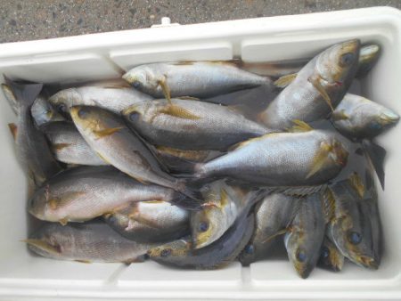 大進丸(愛知) 釣果