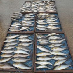 大進丸(愛知) 釣果