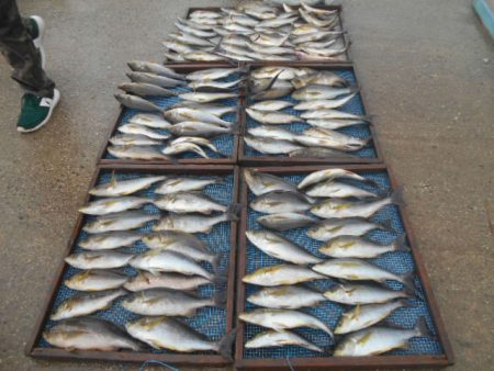 大進丸(愛知) 釣果