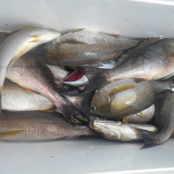 大進丸（愛知） 釣果