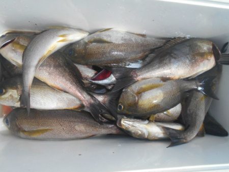 大進丸（愛知） 釣果