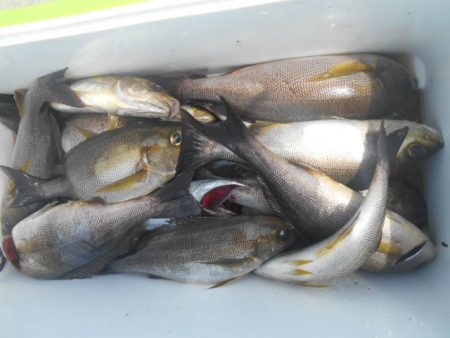 大進丸（愛知） 釣果