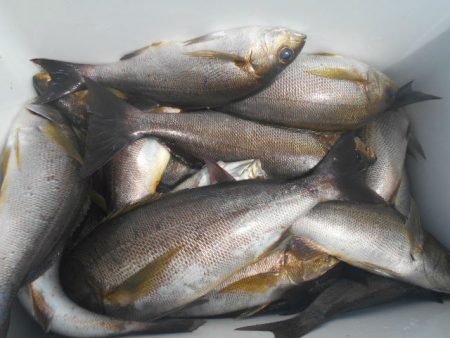 大進丸（愛知） 釣果