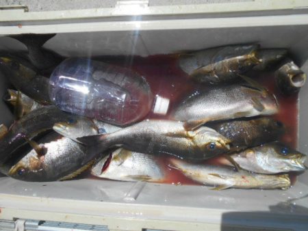 大進丸（愛知） 釣果