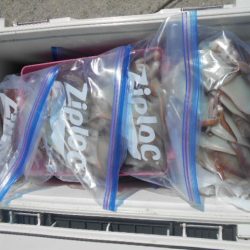 大進丸(愛知) 釣果