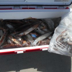 大進丸(愛知) 釣果