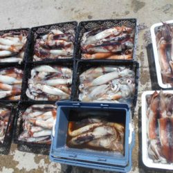 大進丸(愛知) 釣果