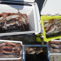 大進丸(愛知) 釣果