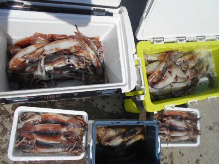 大進丸(愛知) 釣果