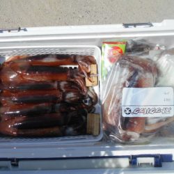 大進丸(愛知) 釣果