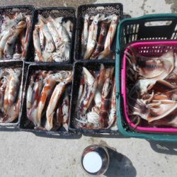 大進丸(愛知) 釣果