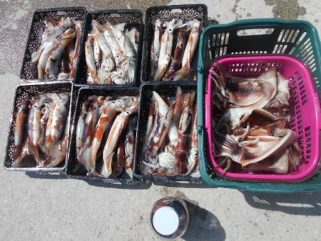 大進丸(愛知) 釣果