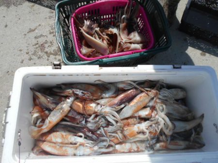 大進丸(愛知) 釣果