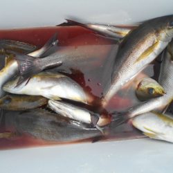 大進丸（愛知） 釣果