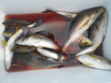 大進丸（愛知） 釣果