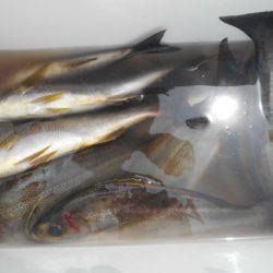 大進丸（愛知） 釣果