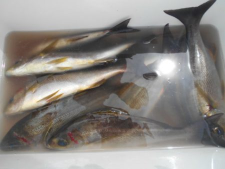 大進丸（愛知） 釣果