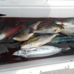 大進丸（愛知） 釣果