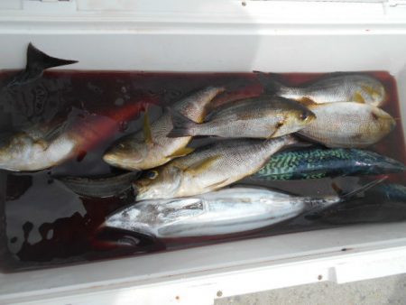 大進丸（愛知） 釣果