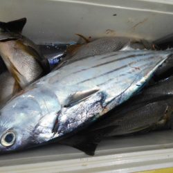 大進丸（愛知） 釣果