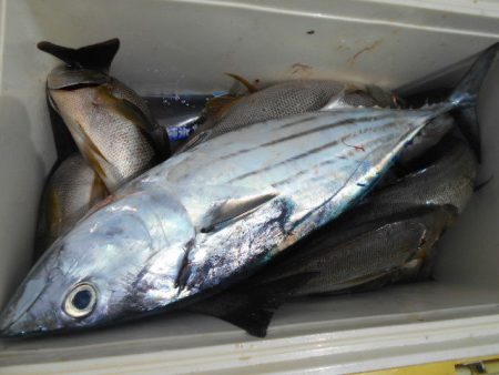 大進丸（愛知） 釣果