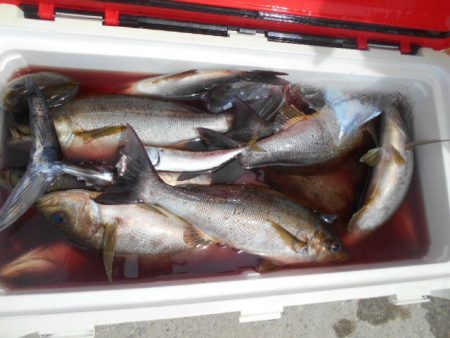 大進丸（愛知） 釣果