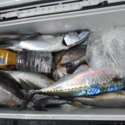 大進丸（愛知） 釣果