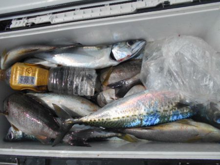 大進丸（愛知） 釣果