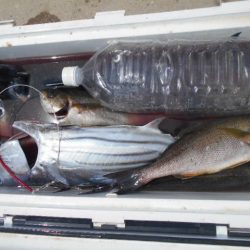 大進丸（愛知） 釣果