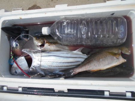 大進丸（愛知） 釣果