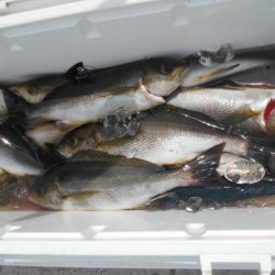 大進丸（愛知） 釣果