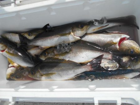 大進丸（愛知） 釣果