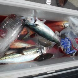 大進丸（愛知） 釣果