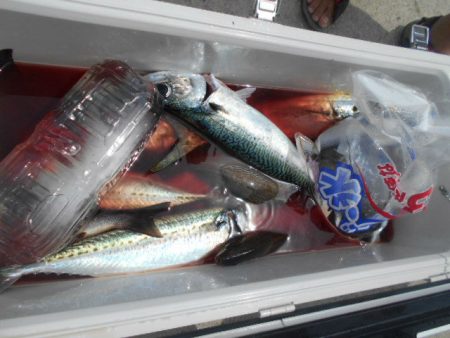 大進丸（愛知） 釣果