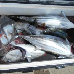 大進丸（愛知） 釣果