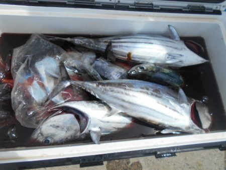 大進丸（愛知） 釣果