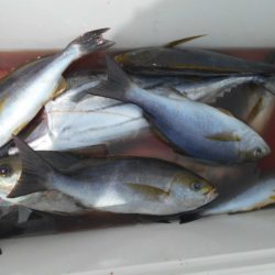 大進丸（愛知） 釣果