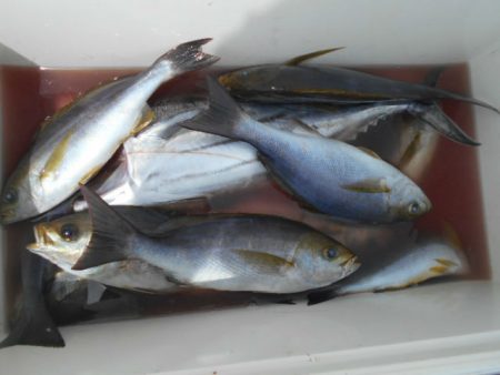 大進丸（愛知） 釣果