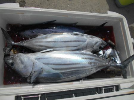大進丸（愛知） 釣果