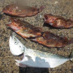 千鳥丸 釣果