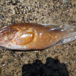 千鳥丸 釣果