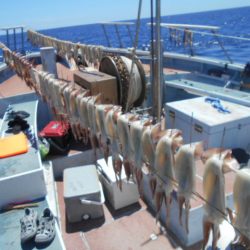 大進丸(愛知) 釣果