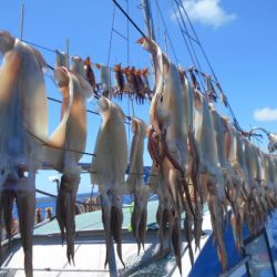 大進丸(愛知) 釣果