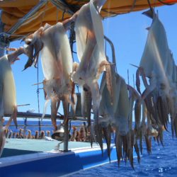 大進丸(愛知) 釣果