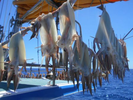 大進丸(愛知) 釣果