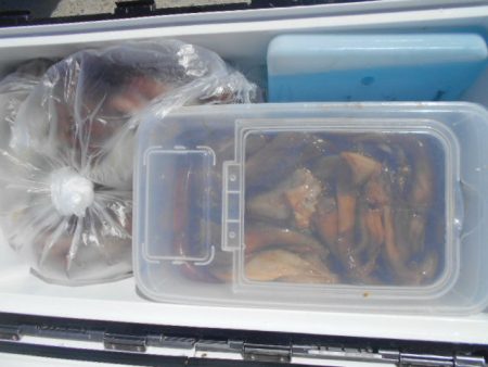 大進丸(愛知) 釣果