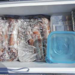 大進丸(愛知) 釣果